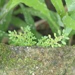 Pilea microphylla পাতা