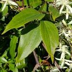 Clematis glycinoides List