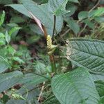 Anthurium microspadix List