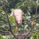 Ceiba pentandra Fruit