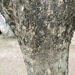 Crescentia alata Corteza