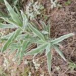 Asclepias eriocarpa Blad