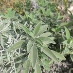 Salvia fruticosa Лист