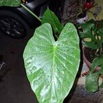 Alocasia odora Leht