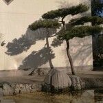 Pinus tabuliformis Rusca