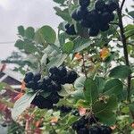 Aronia melanocarpa Plod