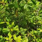Frangula azorica Likasa