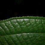 Miconia dorsiloba Leaf