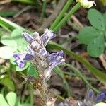 Orobanche nana Flower