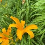 Hemerocallis middendorffii Λουλούδι