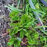 Saxifraga umbrosa Folla