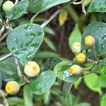 Ficus deltoidea Плод