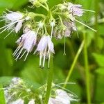 Hydrophyllum virginianum Flor
