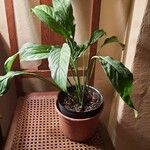 Spathiphyllum floribundum Φύλλο