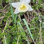 Narcissus albicans