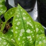 Pulmonaria longifolia 葉