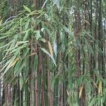 Phyllostachys viridiglaucescens موطن