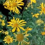 Doronicum austriacumKvet