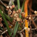 Radiola linoides Frukto