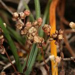 Radiola linoides Fruit