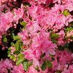 Rhododendron hirsutum Altro