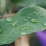 Clematis viticella Leaf