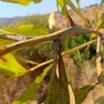 Acacia mangium 葉