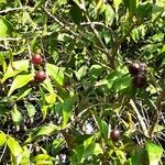 Myrciaria floribunda Fruit