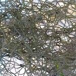 Tillandsia usneoides Kéreg/szár