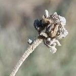 Teucrium dunense Fruit