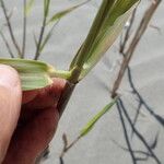 Phragmites karka Liść