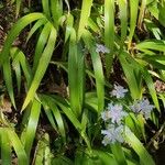 Iris japonica Habit