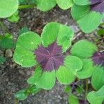 Oxalis tetraphylla葉