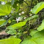 Catalpa speciosa