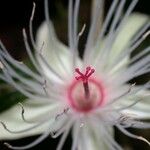 Ryania speciosa Flor