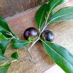 Diospyros inconstans Fruit