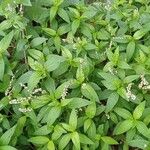 Persicaria punctata পাতা