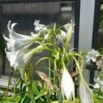 Crinum × powellii Flower