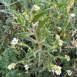 Cistus monspeliensis ശീലം