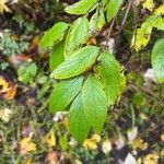 Lonicera canadensis Leaf