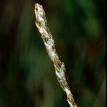 Carex myosuroides Frutto