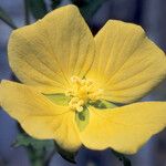 Ludwigia glandulosa Flower