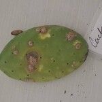 Tacinga inamoena Hoja