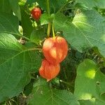 Physalis heterophylla Frutto