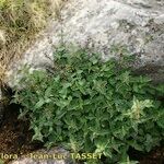 Scrophularia oblongifolia Habitat