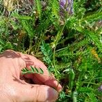 Astragalus leontinus 整株植物