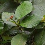 Dillenia suffruticosa Leaf