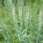 Lysimachia ephemerum Natur