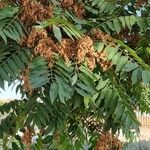 Ailanthus altissimaBlatt