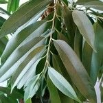 Ficus spp. ഇല
